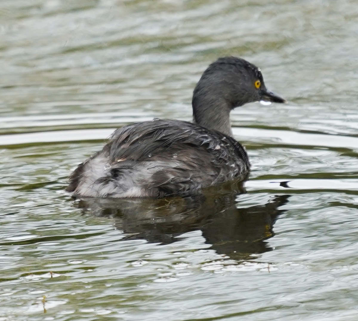 Южноамериканская поганка - ML645690474