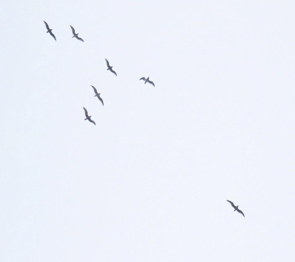 Американская чайка - ML645690475