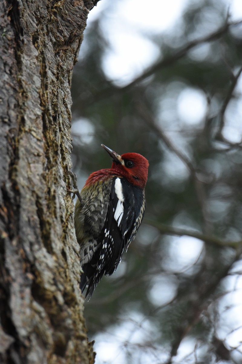 Красногрудый дятел-сокоед - ML645690476