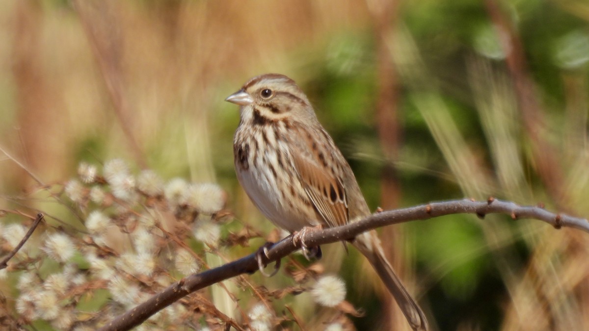 Певчая овсянка - ML645690477