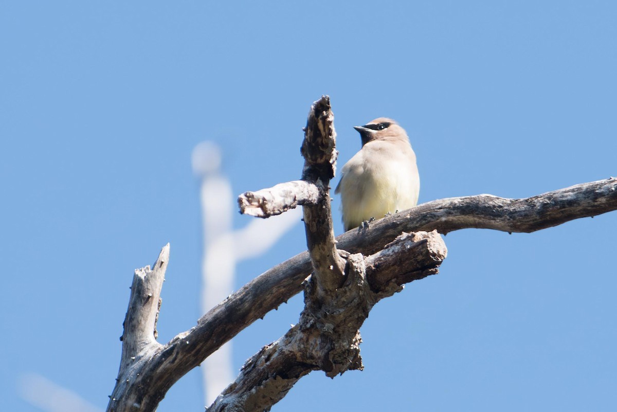 Кедровый свиристель - ML645690480