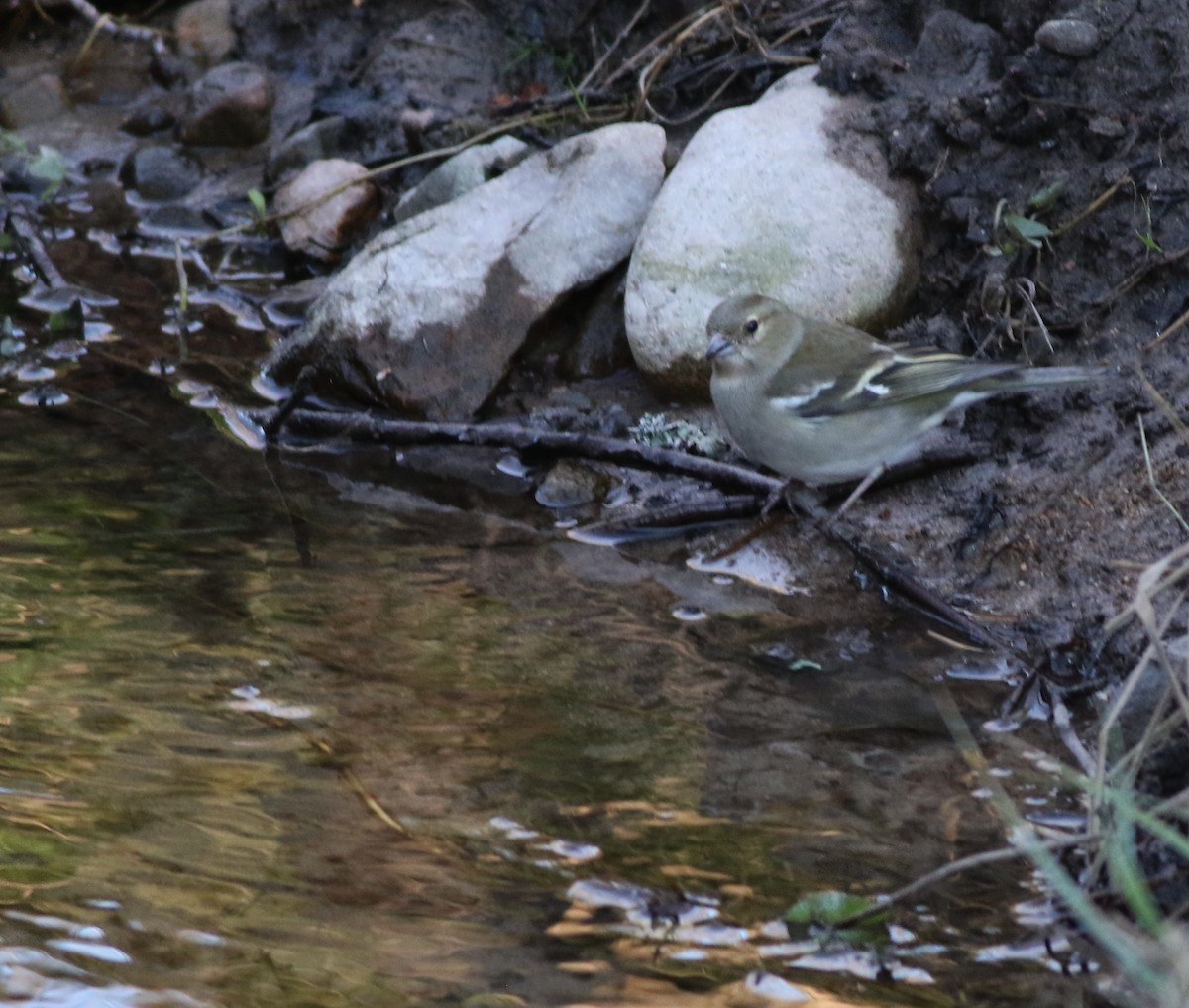 Зяблик - ML645690481