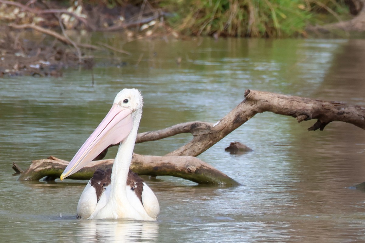 Австралийский пеликан - ML645690482