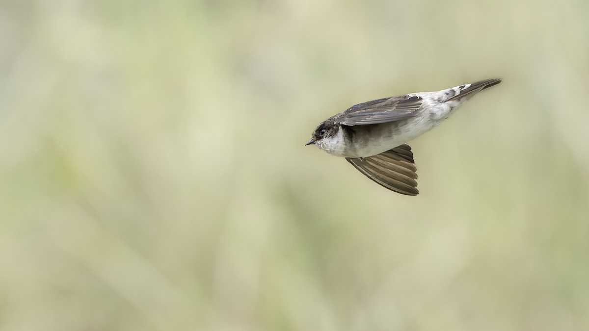 Сибирский воронок - ML645690483