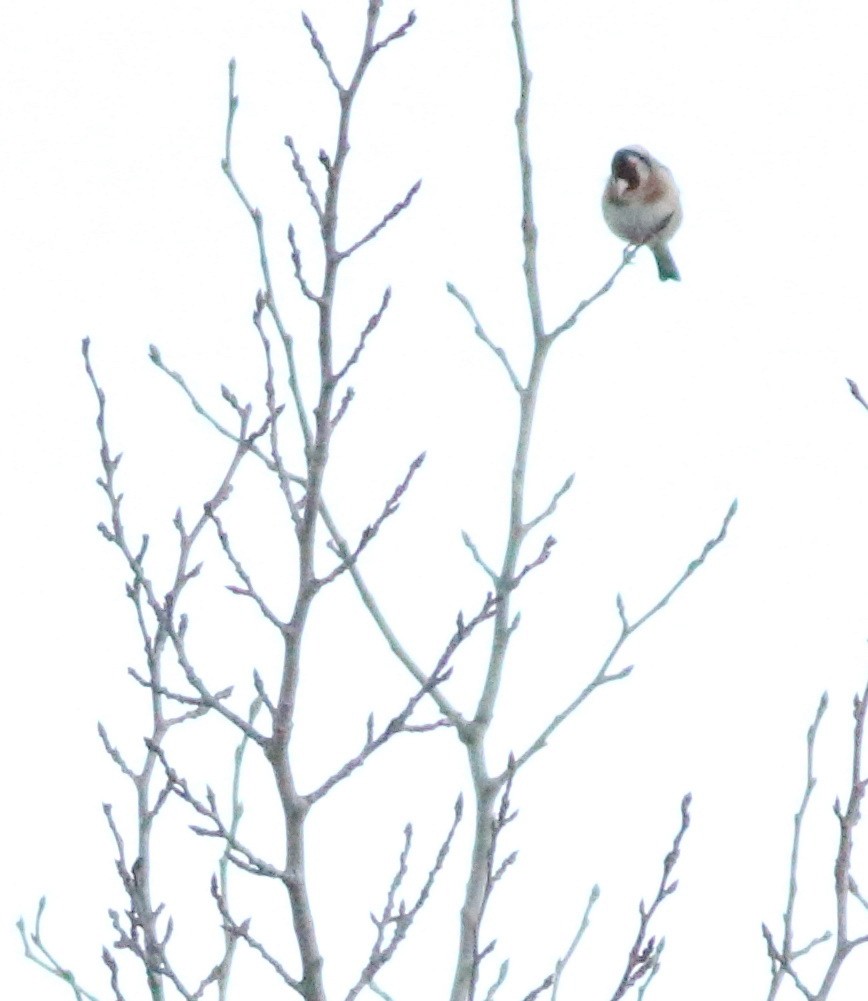 Щегол - ML645690484