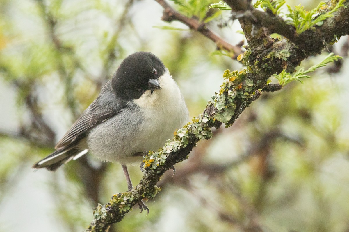 Черношапочная монтерита - ML645690485