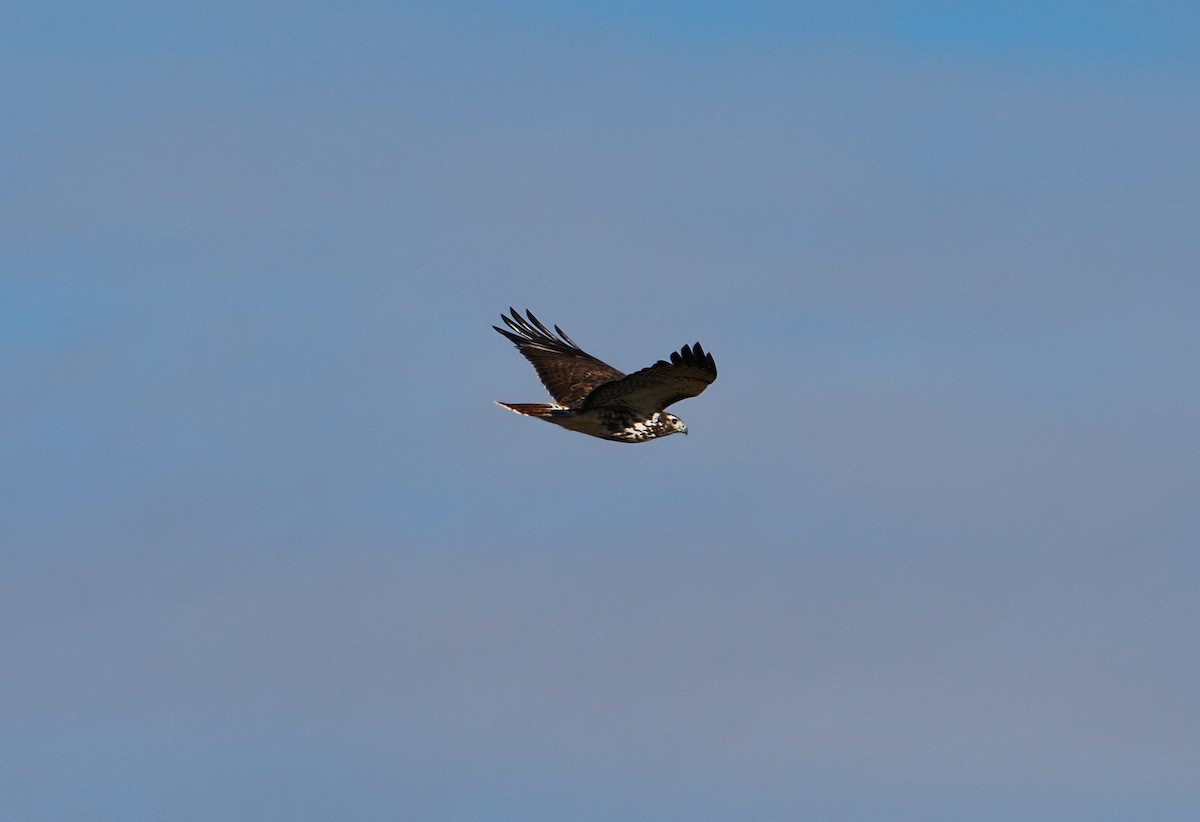 Краснохвостый канюк (harlani) - ML645690486