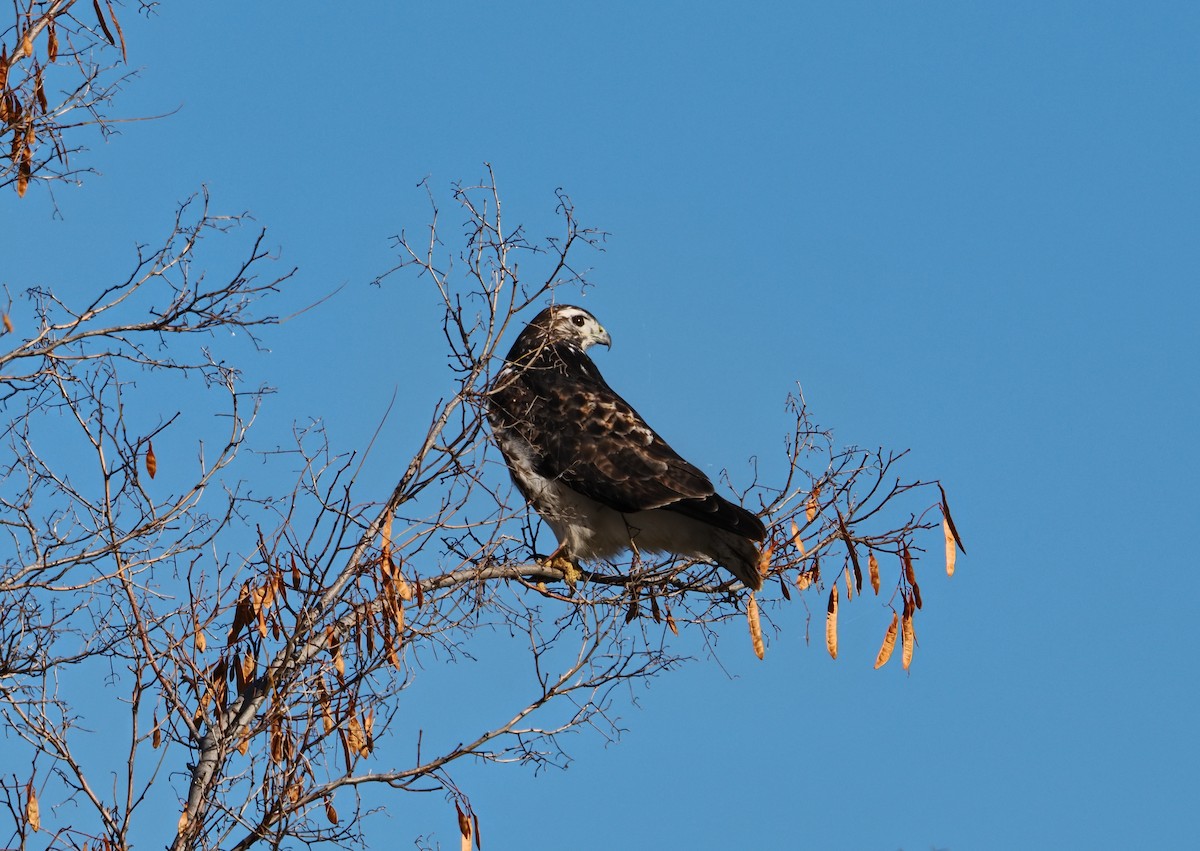 Краснохвостый канюк (harlani) - ML645690487