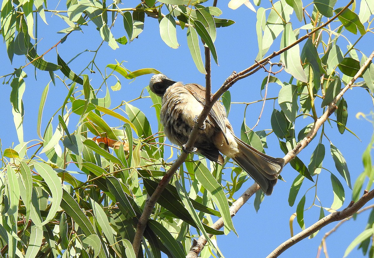 Шлемоклювый кожеголов - ML645690488
