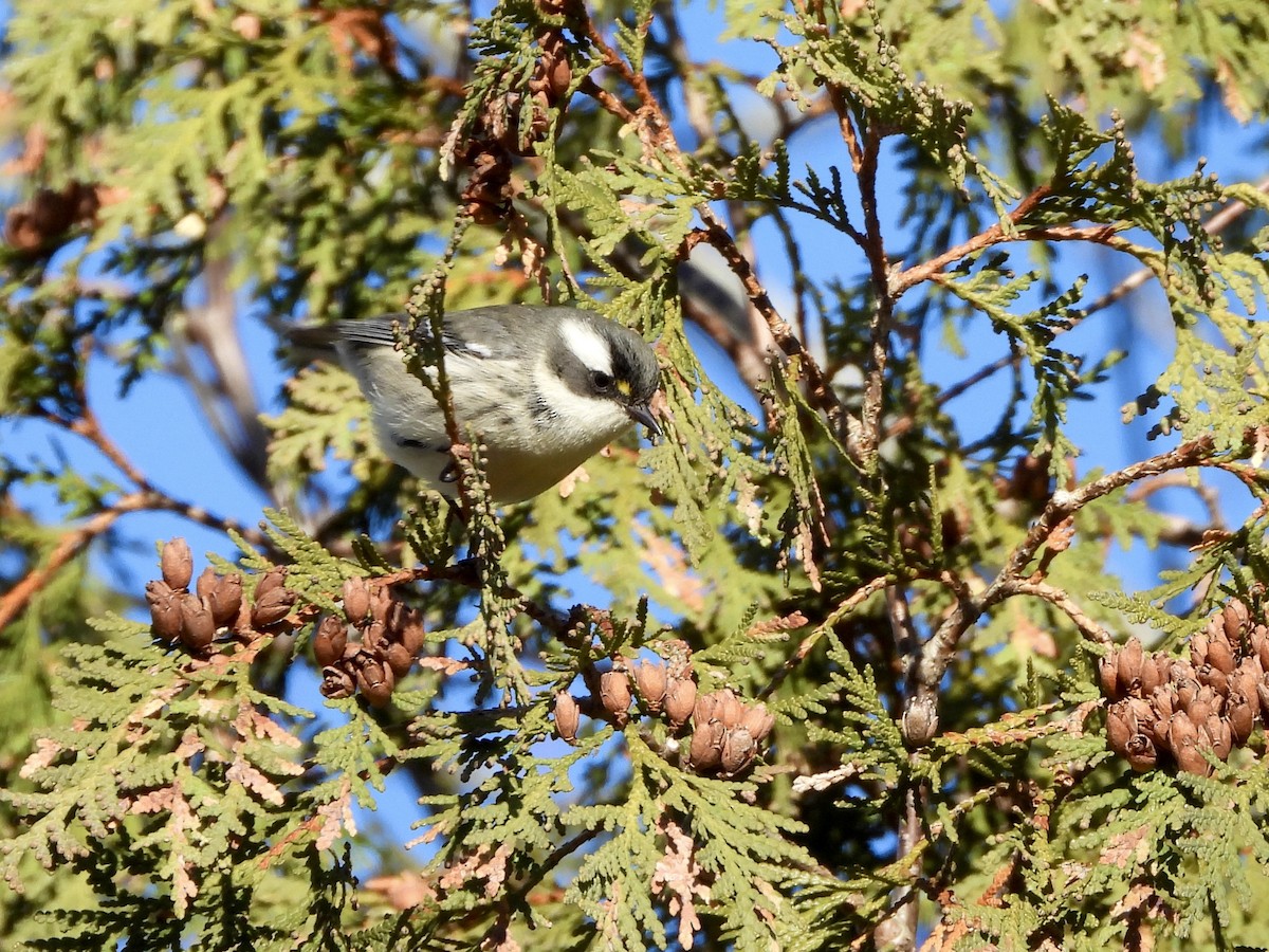 Black-throated Gray Warbler - ML645690490