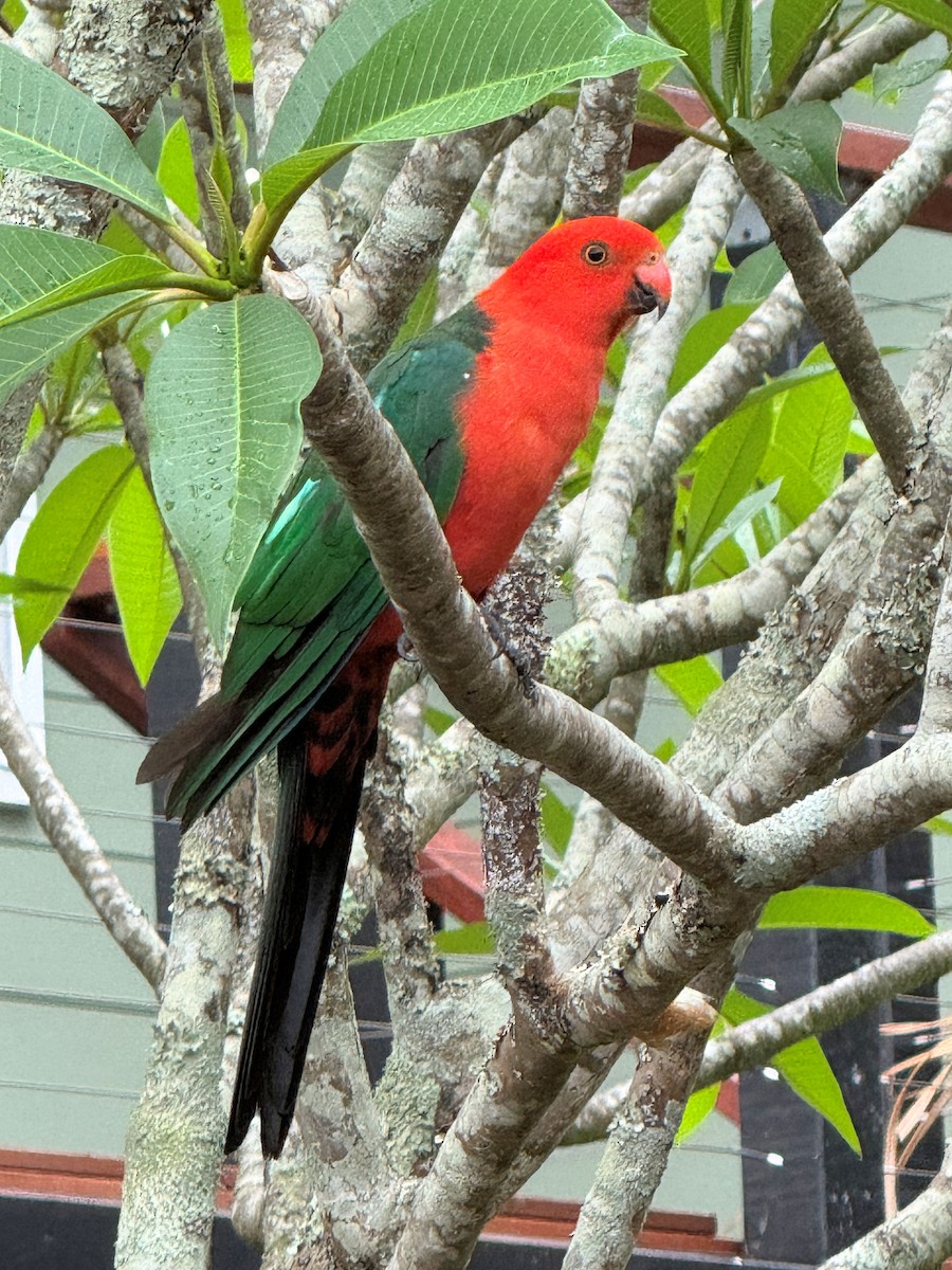 Королевский попугай - ML645690492