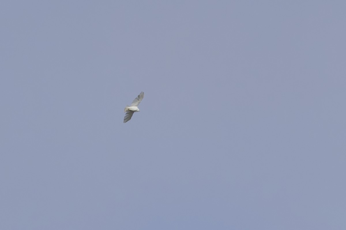 Краснохвостый канюк - ML645690495