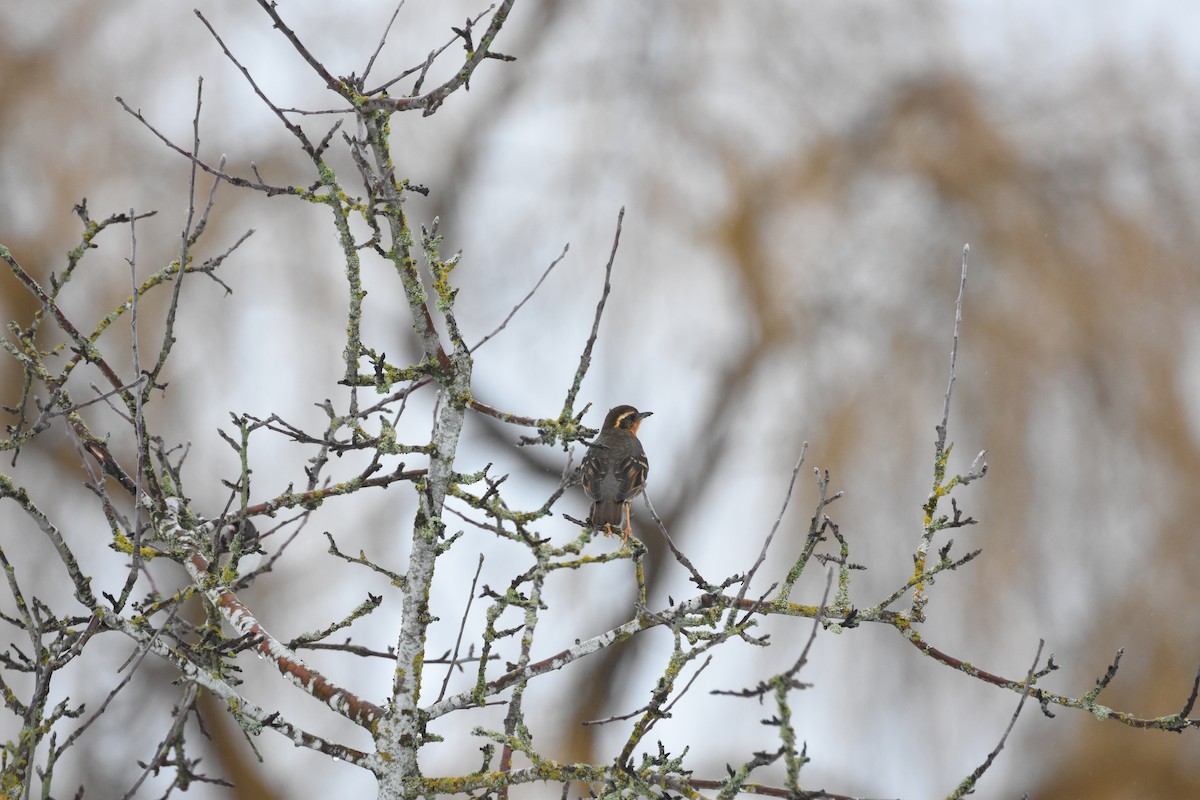 Разноголосый дрозд - ML645690497
