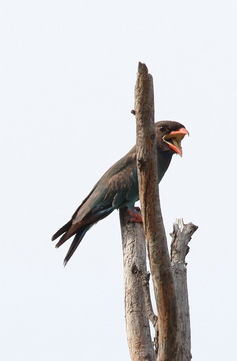 Восточный широкорот - ML645690498