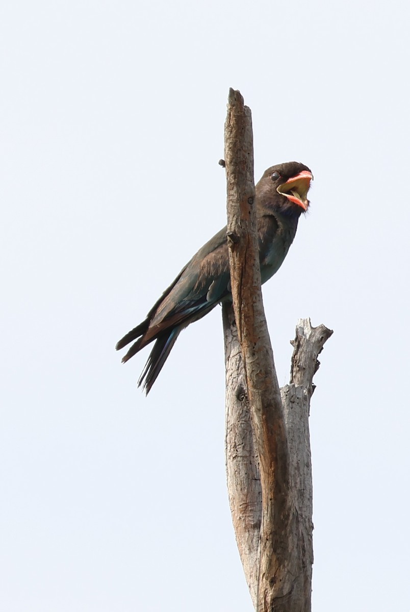 Восточный широкорот - ML645690499