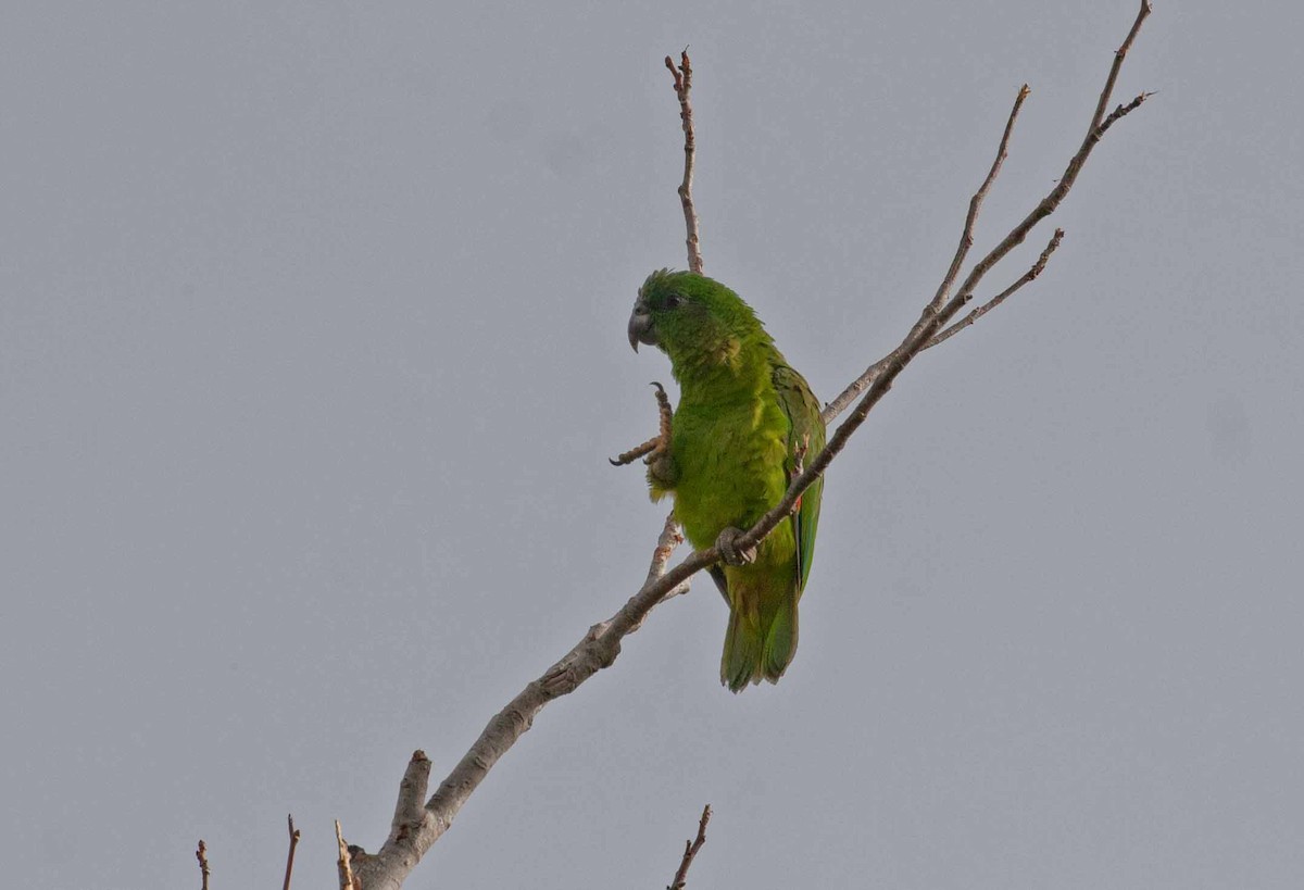 dvergamazon - ML645690500