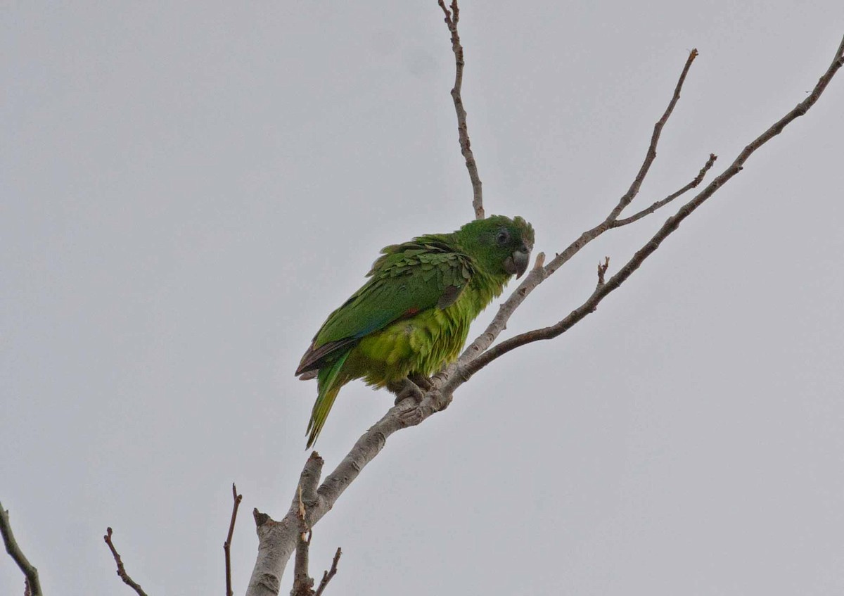 dvergamazon - ML645690501