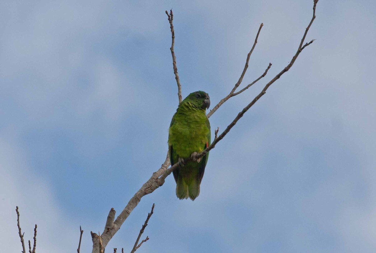 dvergamazon - ML645690502