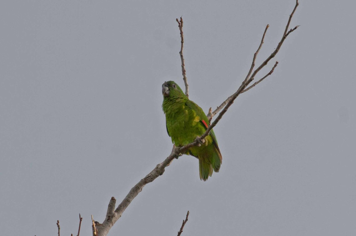 dvergamazon - ML645690503