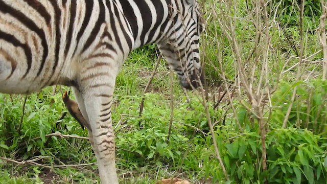 Red-billed Oxpecker - ML645690508