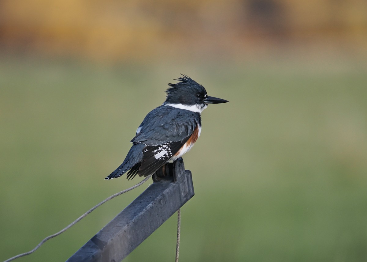 Belted Kingfisher - ML645690510