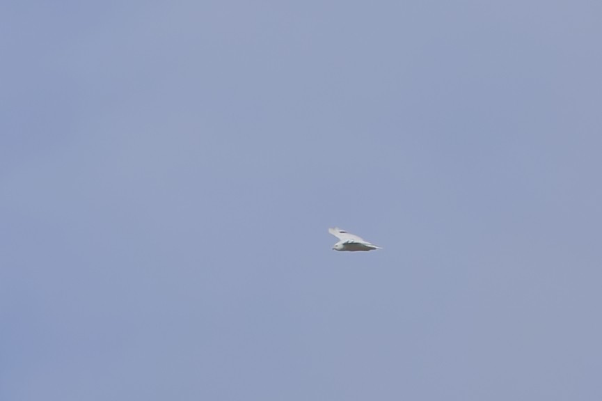 Red-tailed Hawk - ML645690514