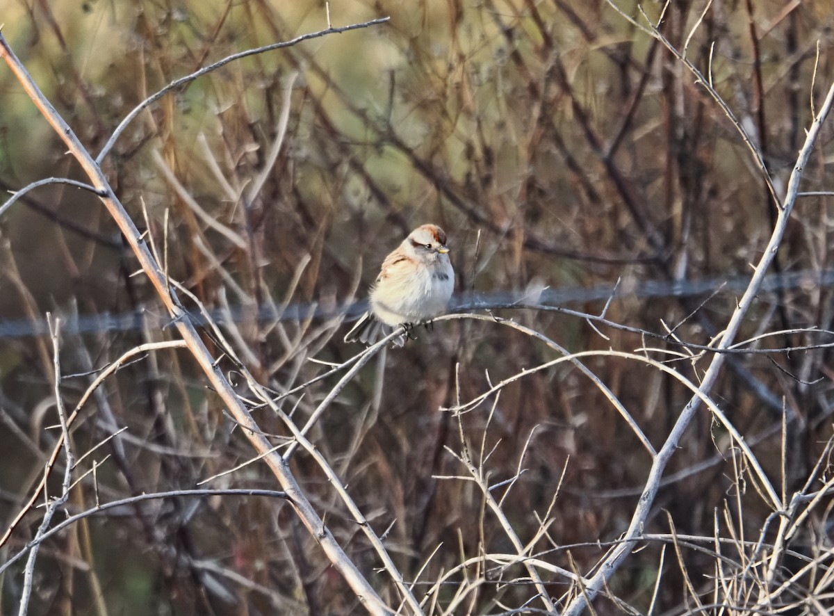 American Tree Sparrow - ML645690519