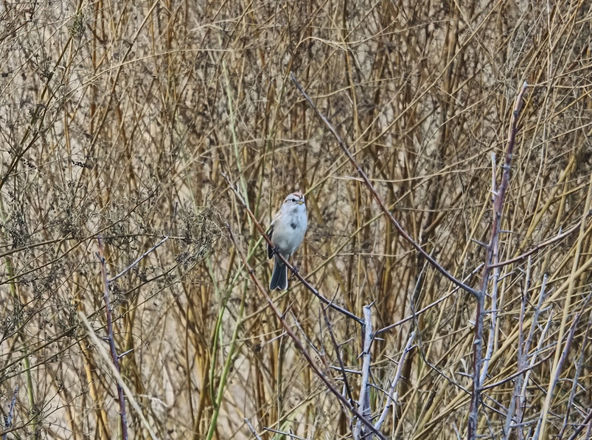 American Tree Sparrow - ML645690520