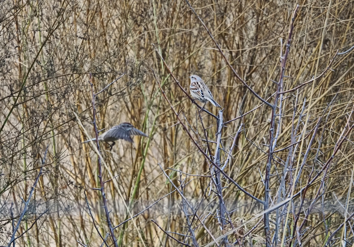 American Tree Sparrow - ML645690522