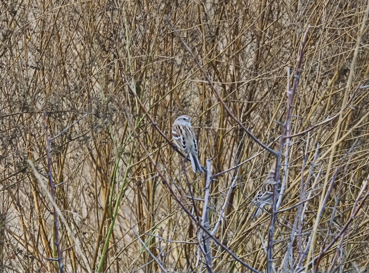 American Tree Sparrow - ML645690523