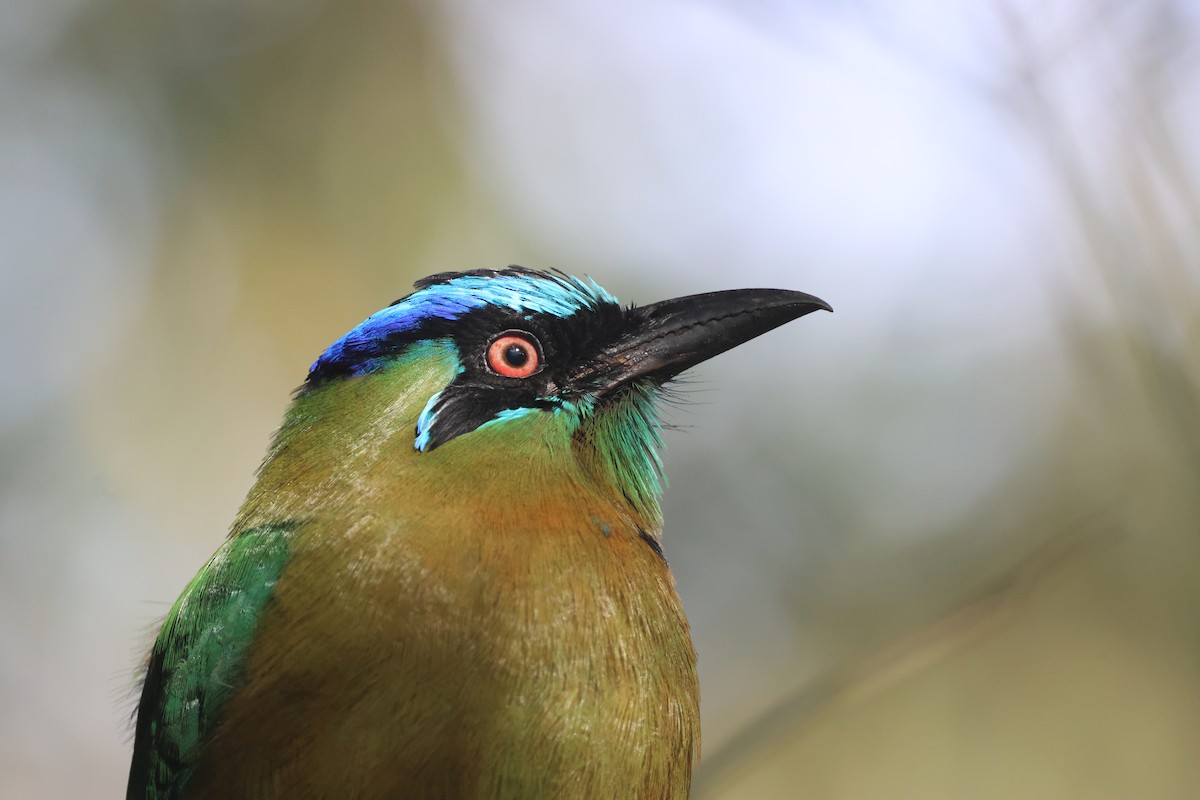 Lesson's Motmot - ML645690534