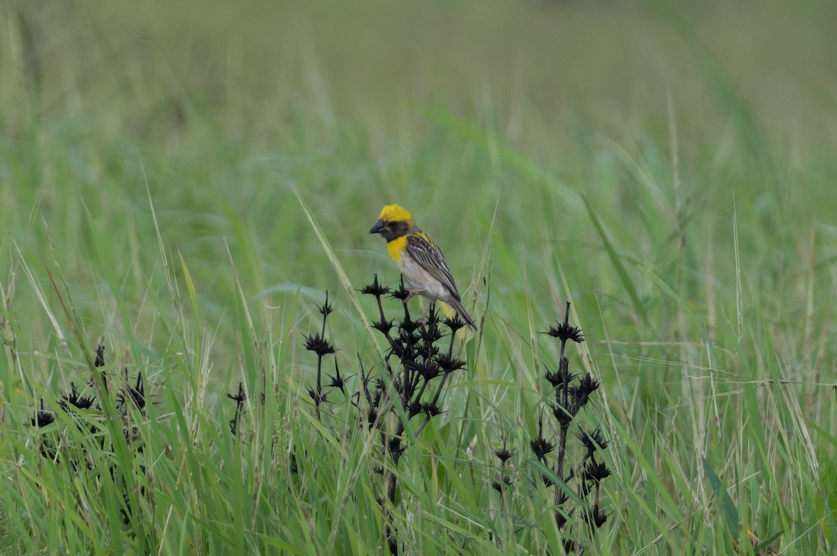 Baya Weaver - ML645690541