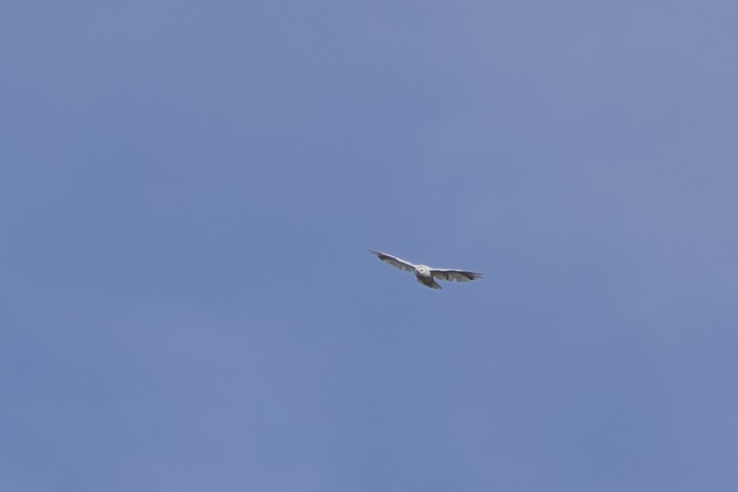 Red-tailed Hawk - ML645690547