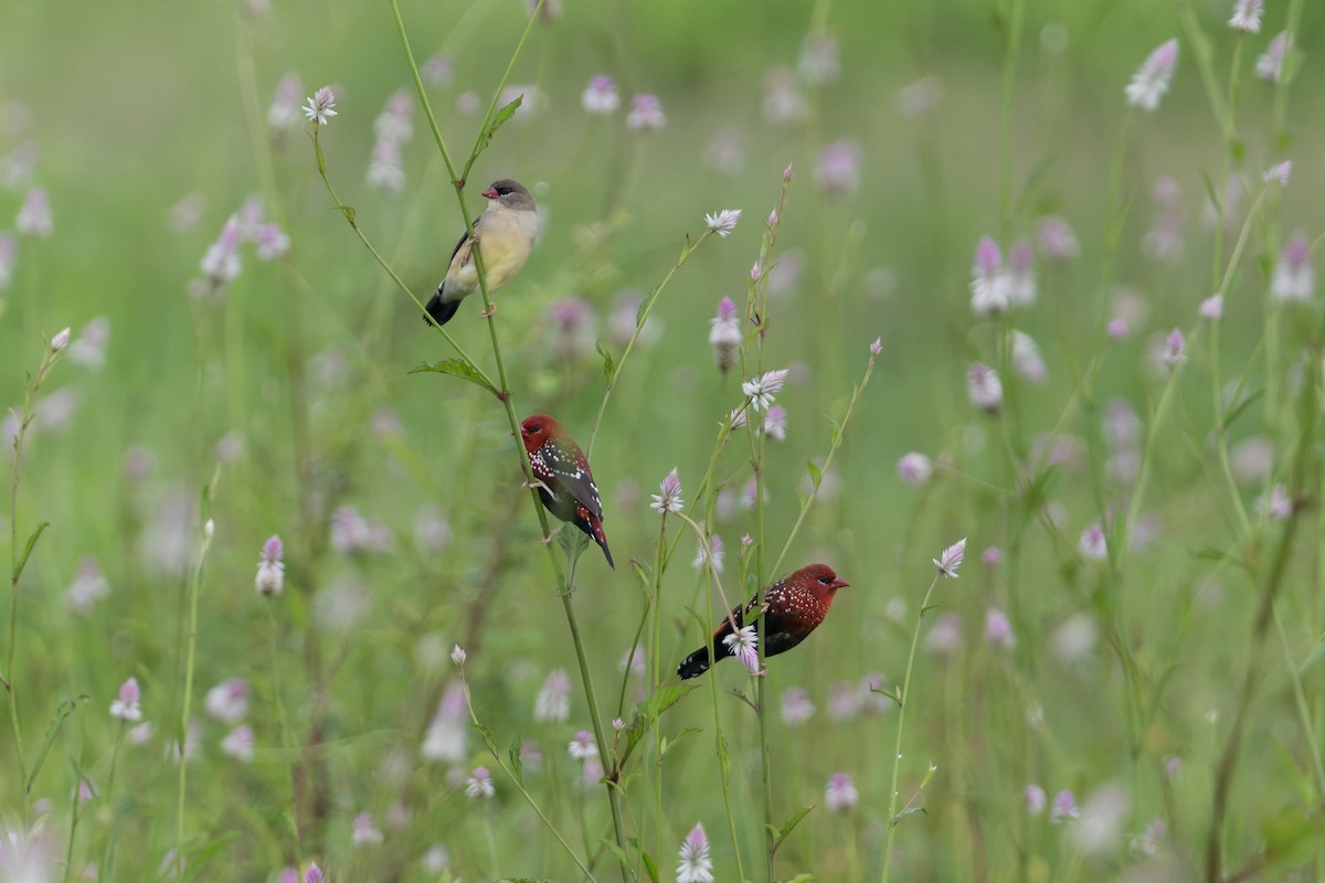 Red Avadavat - ML645690558