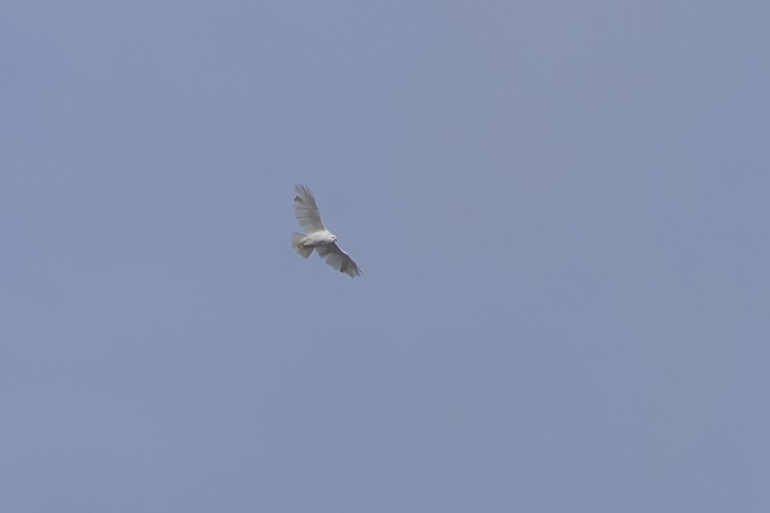 Red-tailed Hawk - ML645690565