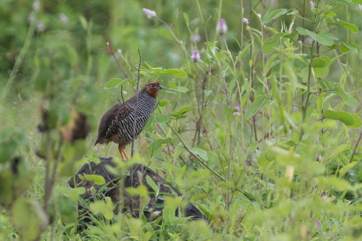 Jungle Bush-Quail - ML645690567