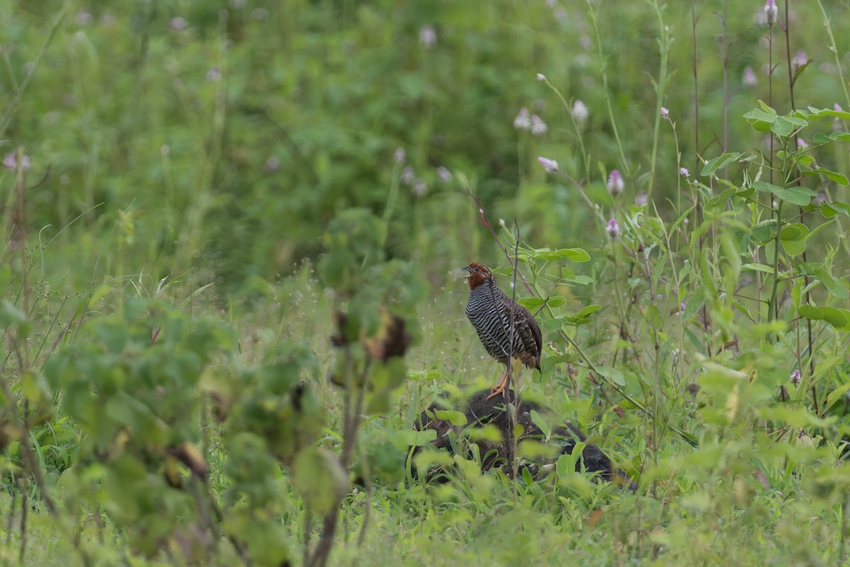 Jungle Bush-Quail - ML645690570