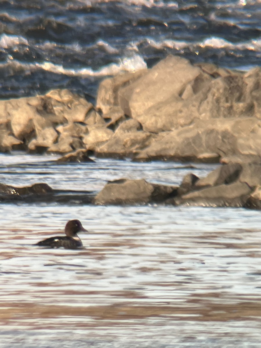 キタホオジロガモ - ML645690572