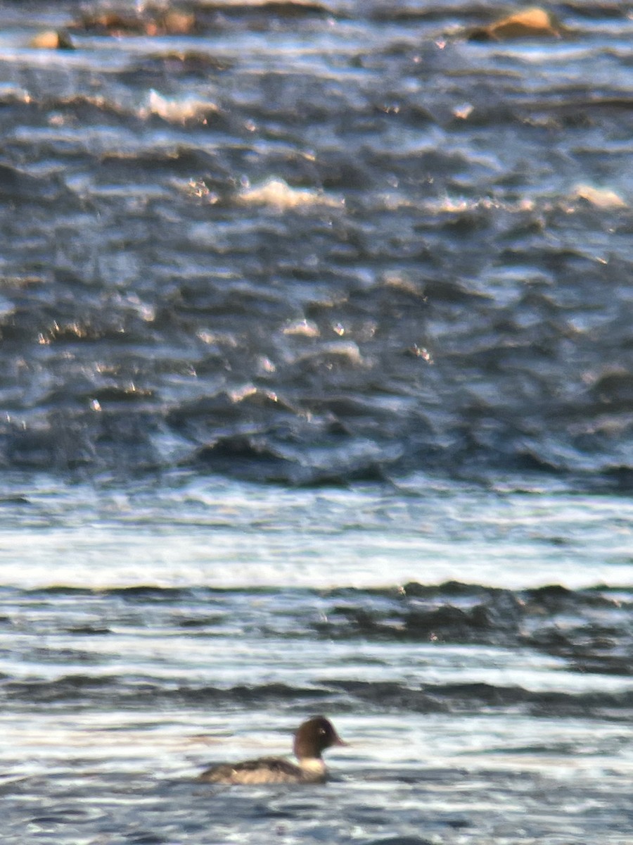 キタホオジロガモ - ML645690573