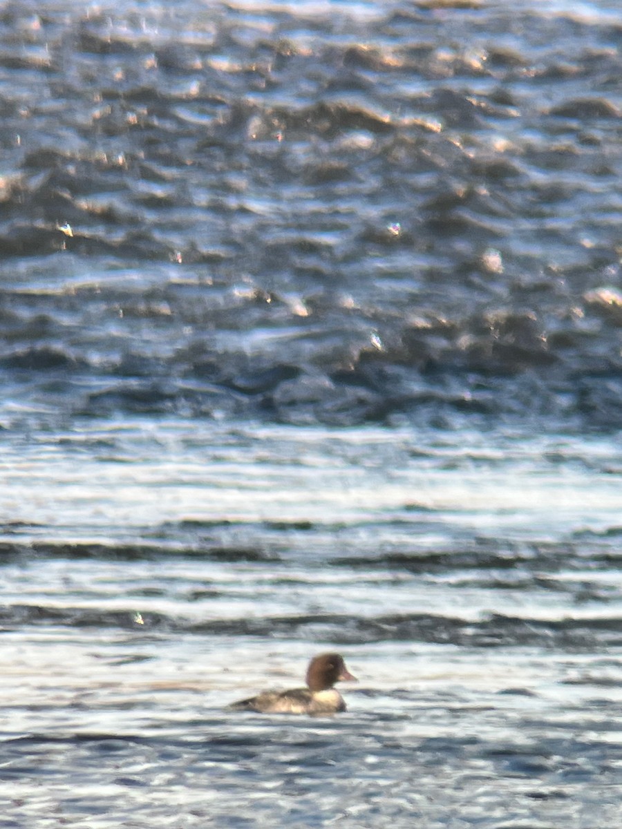 キタホオジロガモ - ML645690575