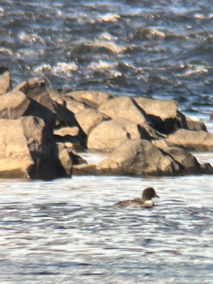 キタホオジロガモ - ML645690576