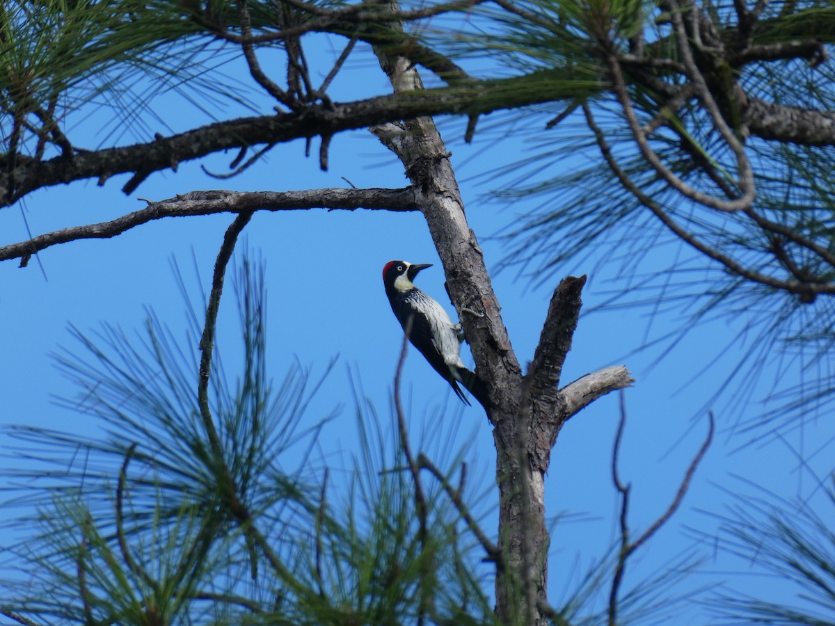 Acorn Woodpecker - ML645690577