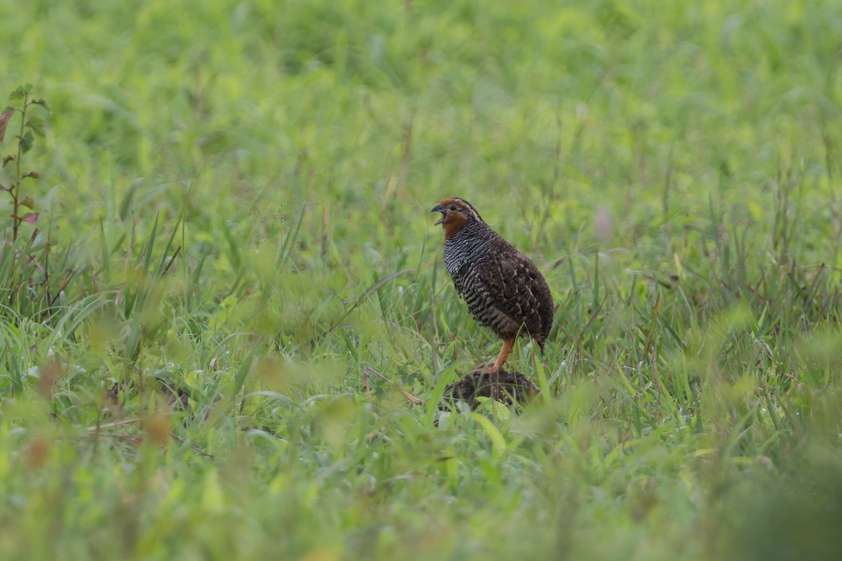 Jungle Bush-Quail - ML645690579