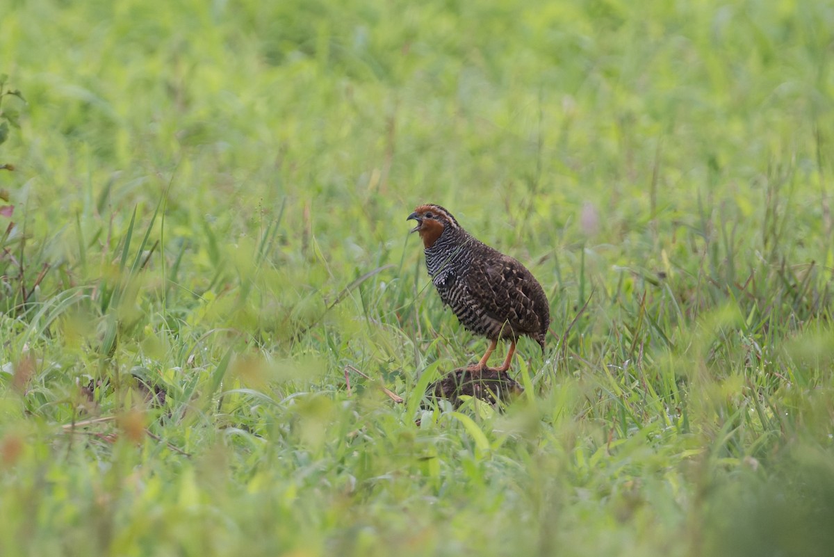 Jungle Bush-Quail - ML645690580