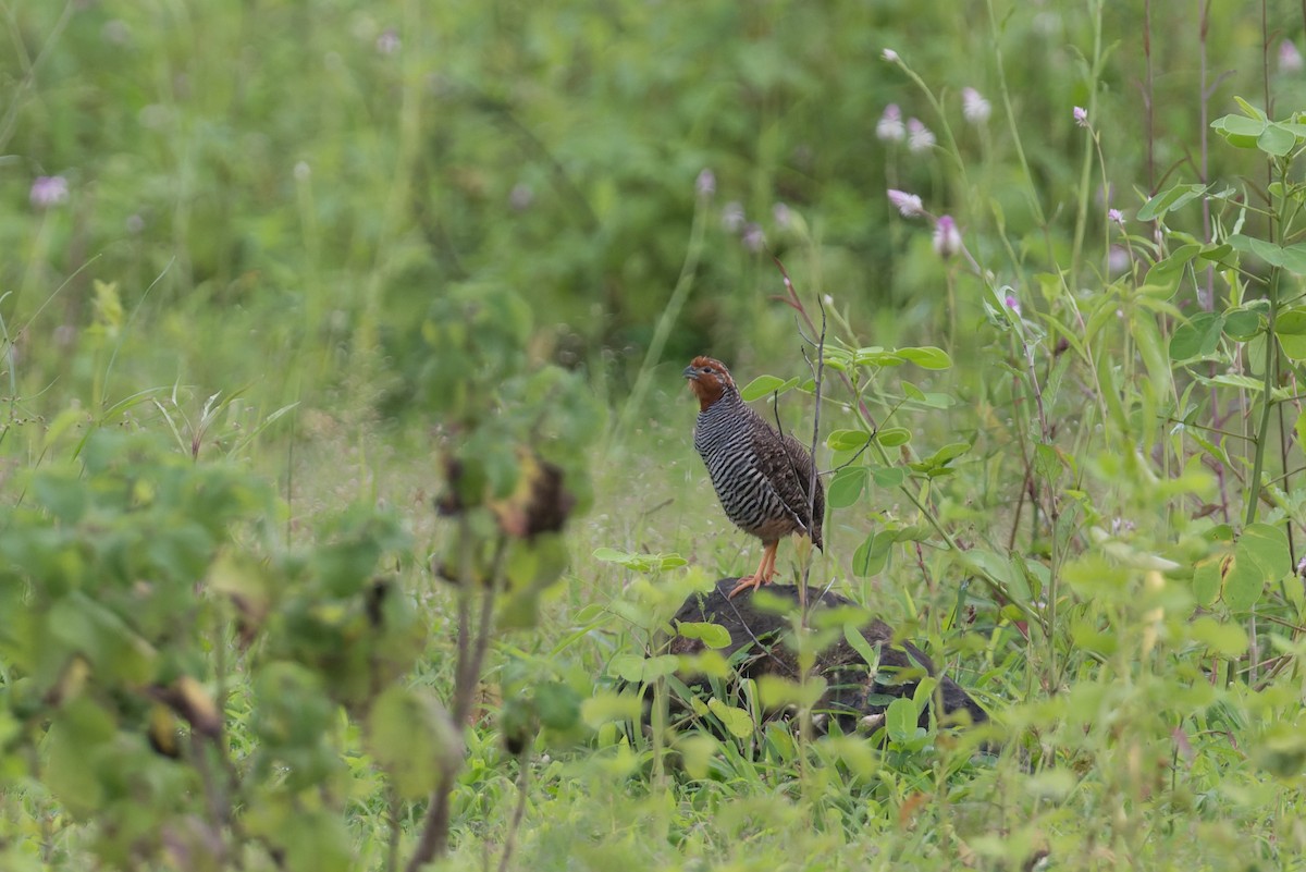 Jungle Bush-Quail - ML645690581
