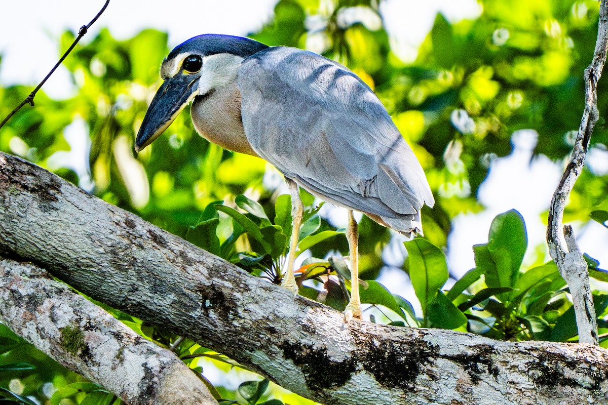 Boat-billed Heron - ML645690586