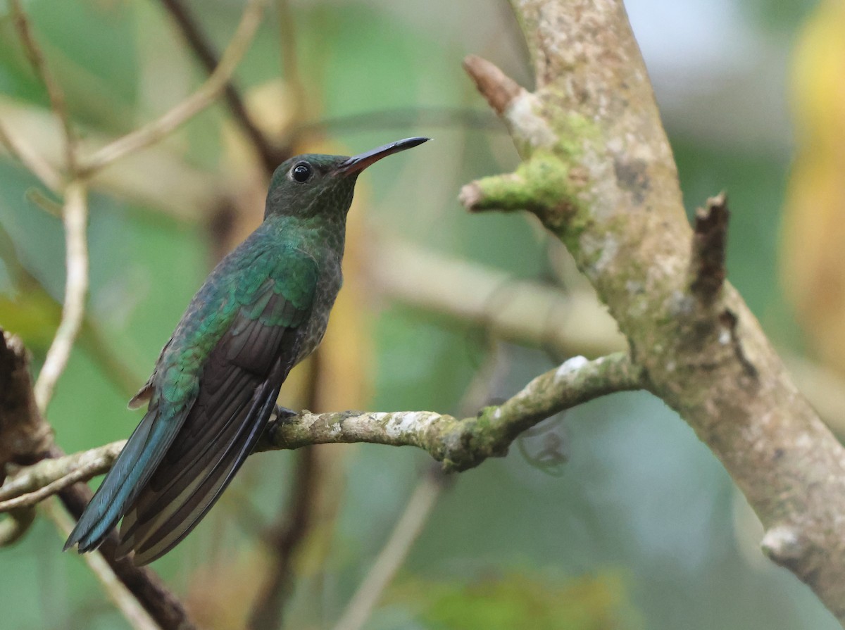 Scaly-breasted Hummingbird - ML645690587