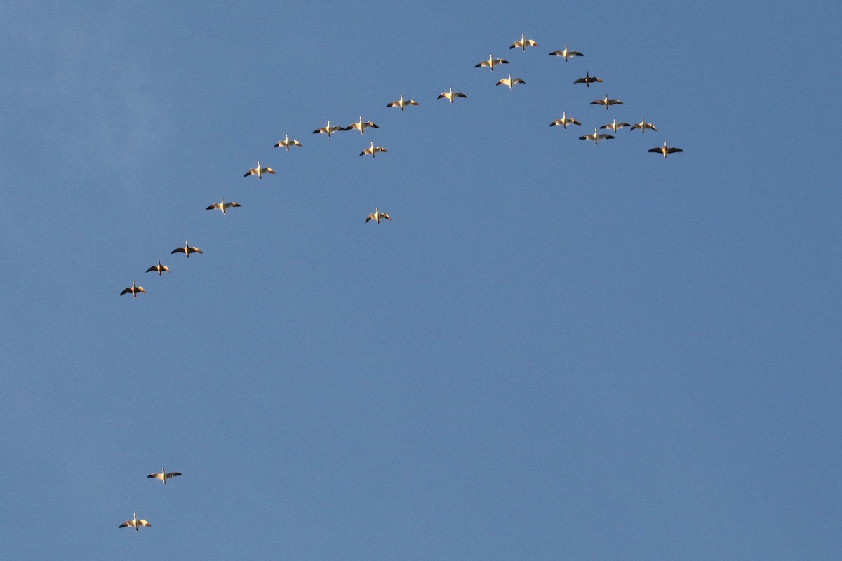 Snow Goose - ML645690588