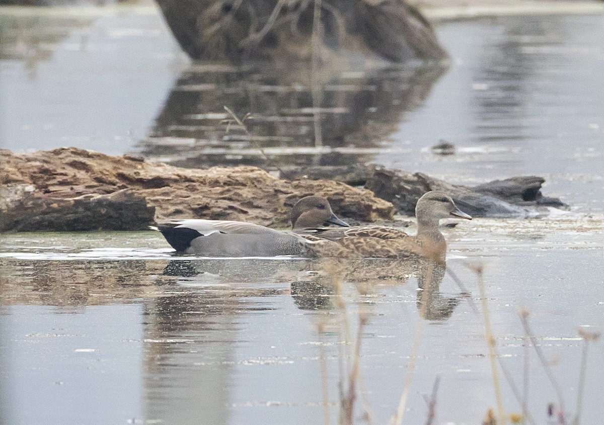 赤膀鴨 - ML645690592