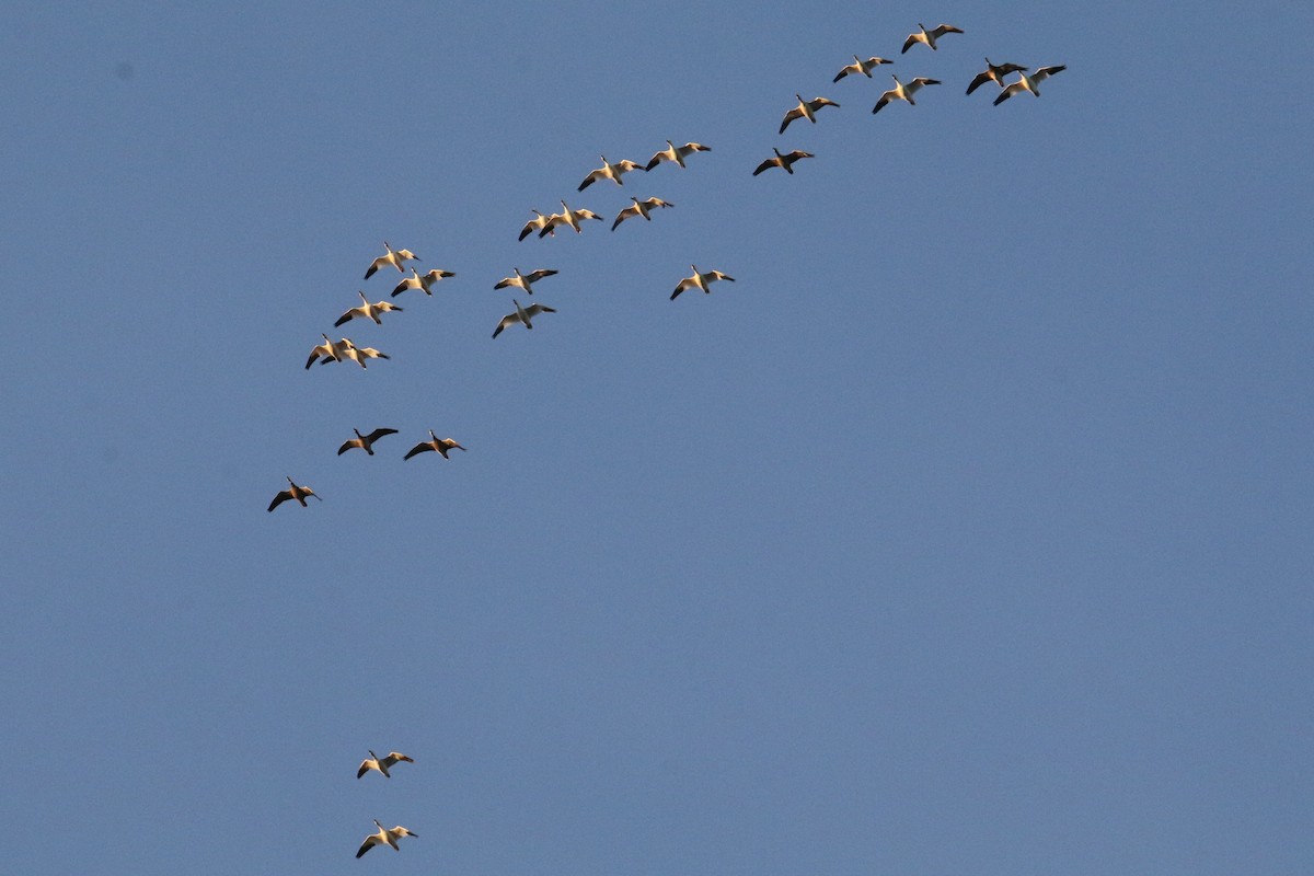 Snow Goose - ML645690595